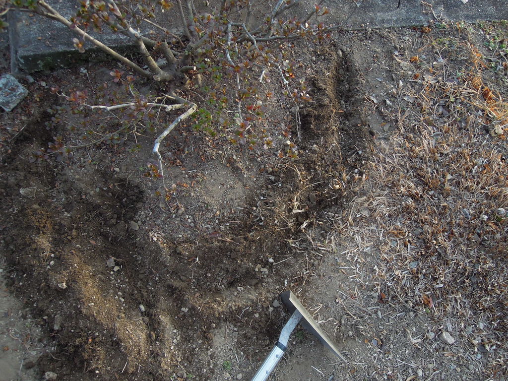 サツキの剪定と土作りをしたよ 2月末 イナカモノのイナカグラシ