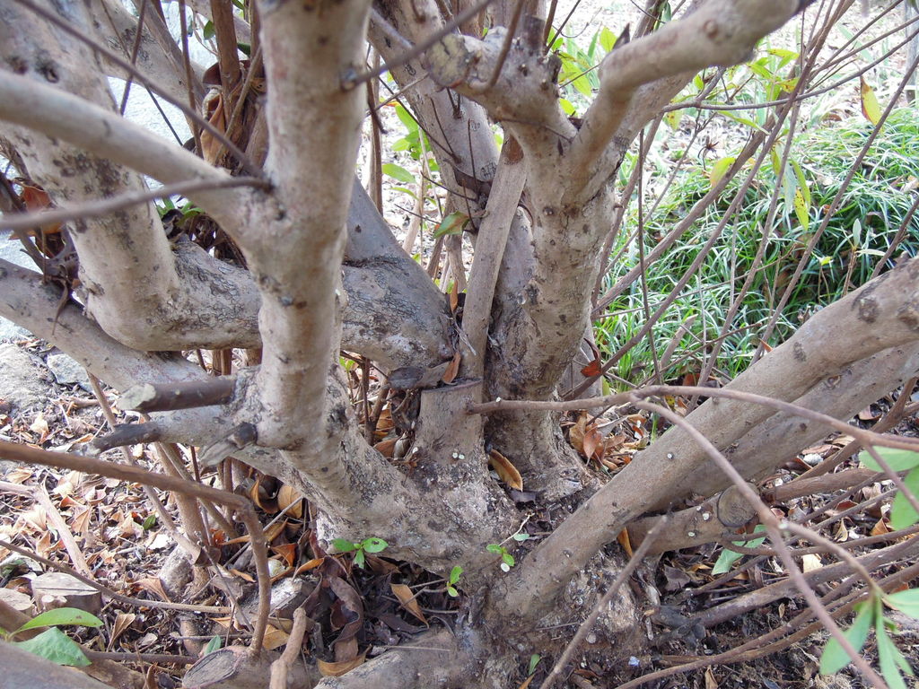 季節外れのツツジの剪定をしたよ イナカモノのイナカグラシ