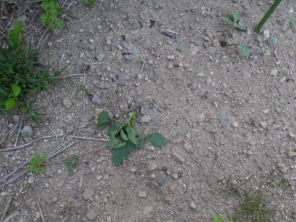 ダリアの芽が何者かによってむしられる イナカモノのイナカグラシ ダリアの芽が何者かによってむしられる イナカモノのイナカグラシ
