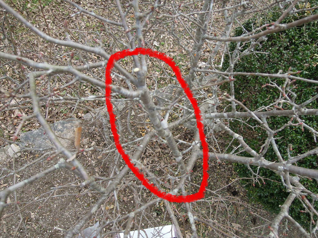 ハナカイドウの剪定と施肥 庭木の剪定24日目 イナカモノのイナカグラシ ハナカイドウの剪定と施肥 庭木の剪定24日目 イナカモノのイナカグラシ