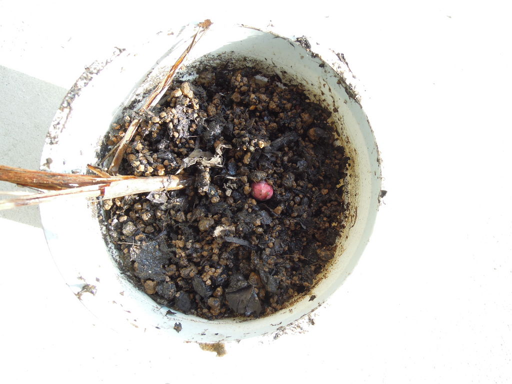シャクヤクの根をちぎってしまったので 鉢に植えた イナカモノのイナカグラシ シャクヤクの根をちぎってしまったので 鉢に植えた イナカモノのイナカグラシ