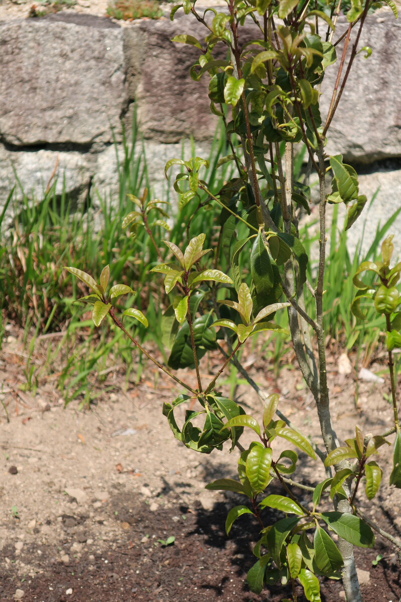 キンモクセイの葉が縮れる問題 その2 剪定のストレスが原因か 21年の様子 イナカモノのイナカグラシ