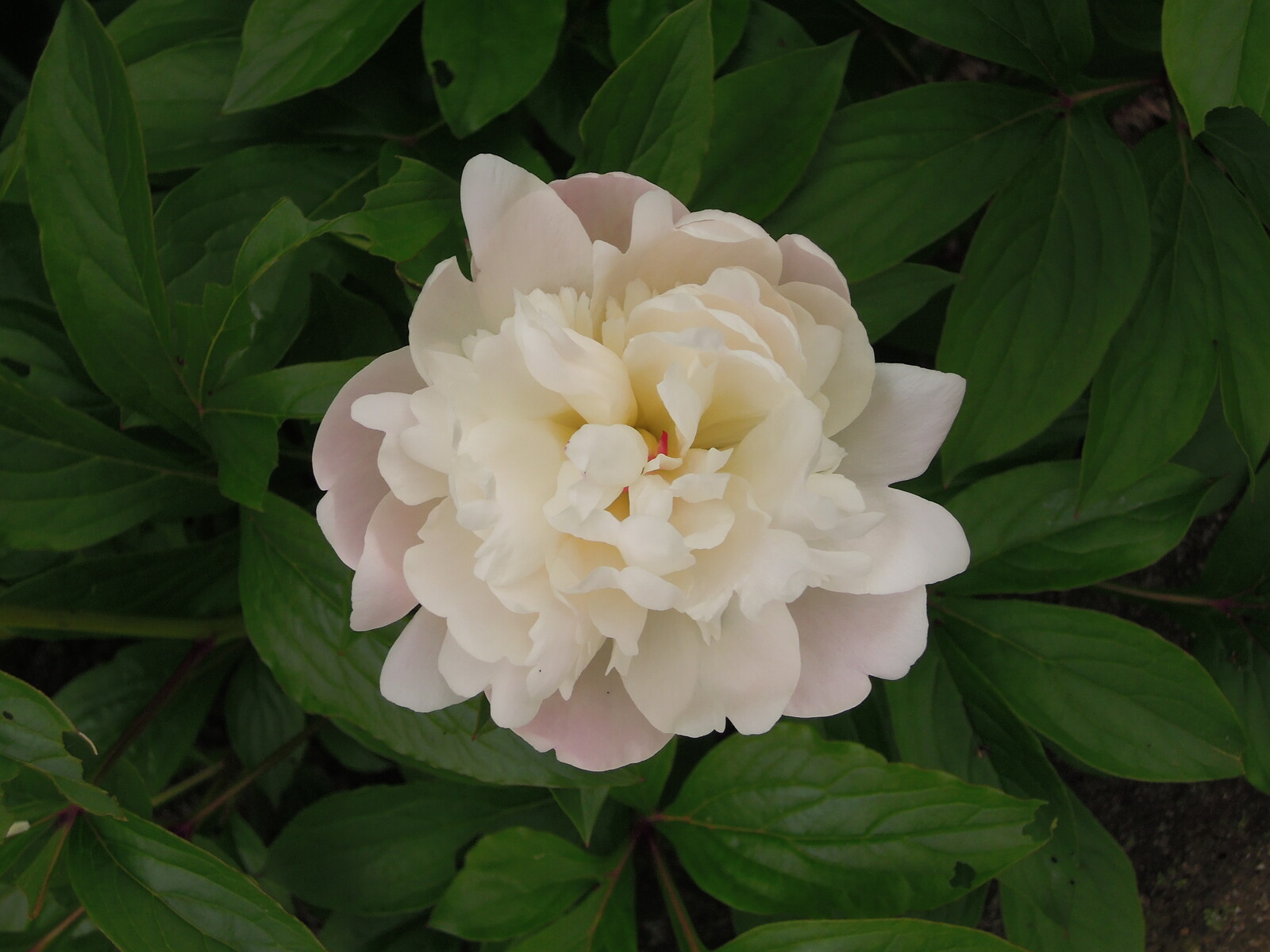 芍薬がきれいに咲きました イナカモノのイナカグラシ 芍薬がきれいに咲きました イナカモノのイナカグラシ