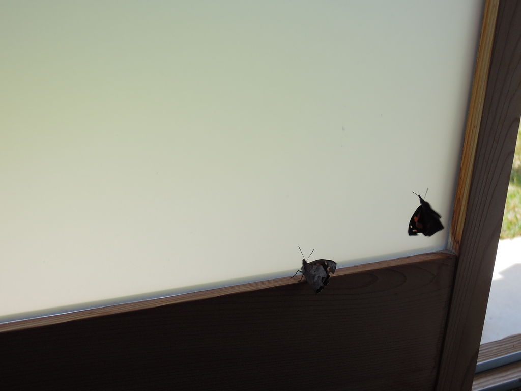 黒っぽい蛾が大量発生中 写真追加 訂正 蝶 テングチョウ イナカモノのイナカグラシ