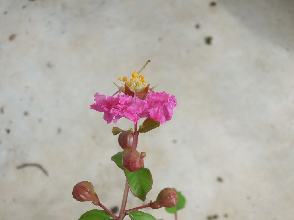 種から育てるサルスベリ 3年目夏の開花の様子 イナカモノのイナカグラシ