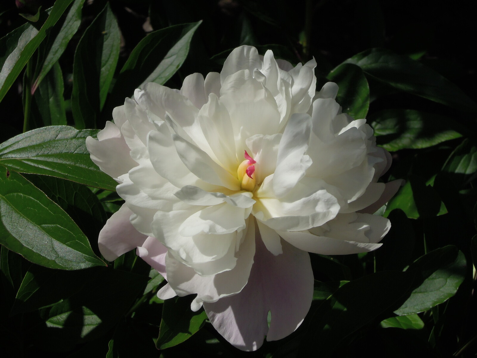 芍薬がきれいに咲きました イナカモノのイナカグラシ 芍薬がきれいに咲きました イナカモノのイナカグラシ