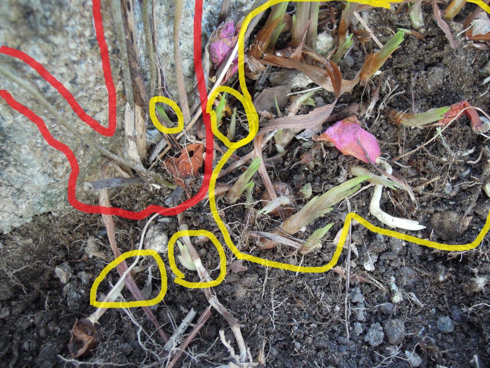クロコスミアの開花と冬の球根整理 イナカモノのイナカグラシ