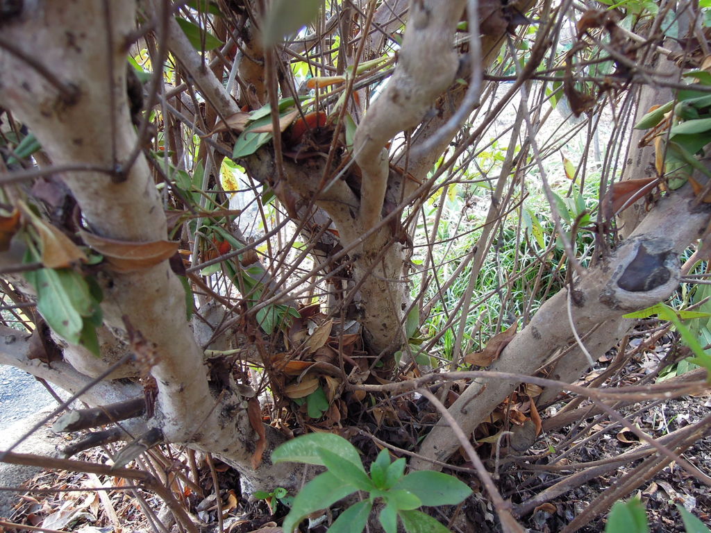 季節外れのツツジの剪定をしたよ イナカモノのイナカグラシ