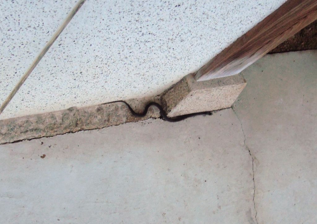 黒ヘビ ヤマカガシ 毒性国内最強 が家周辺に出没するよ 0 イナカモノのイナカグラシ