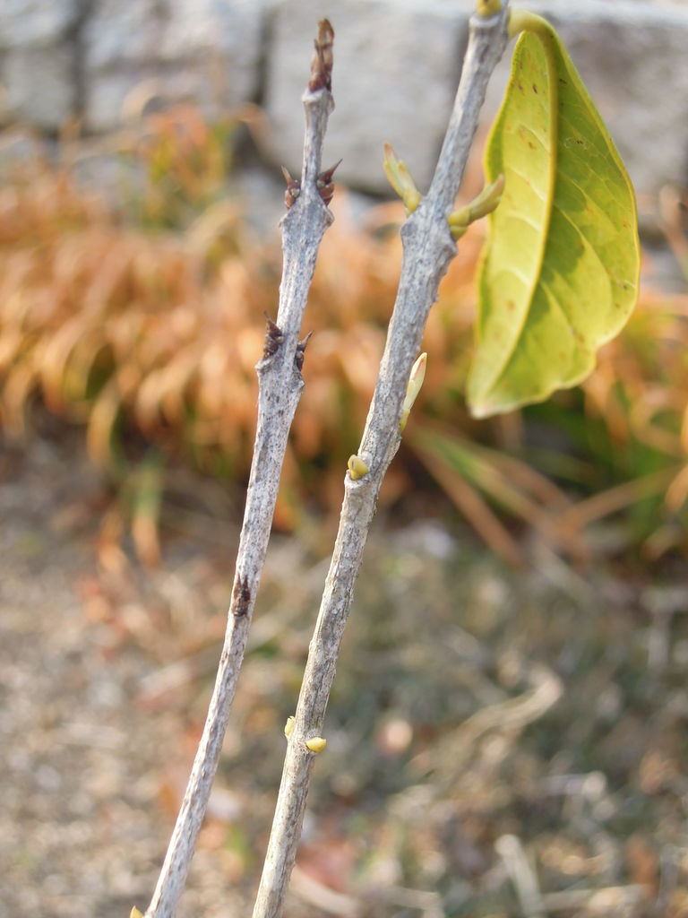 キンモクセイの剪定と虫 盛夏に植えたキンモクセイのその後 10 イナカモノのイナカグラシ キンモクセイの剪定と虫 盛夏に植えたキンモクセイのその後 10 イナカモノのイナカグラシ