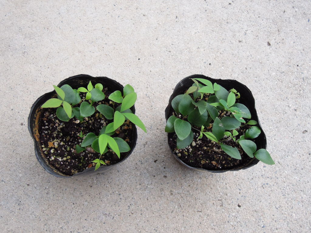 ナンテン 赤 白 の種まきから発芽まで イナカモノのイナカグラシ ナンテン 赤 白 の種まきから発芽まで イナカモノのイナカグラシ