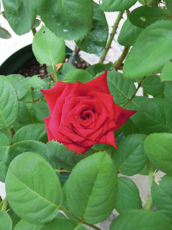 バラ 熱情 京成バラ園芸 の鉢増し後の開花第2弾 イナカモノのイナカグラシ