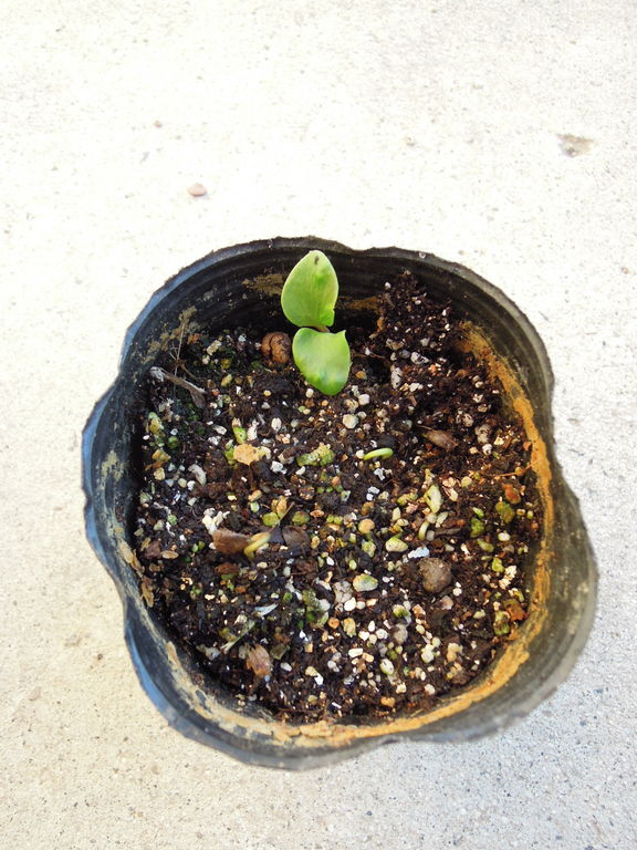 ナンテン 赤 白 の種まきから発芽まで イナカモノのイナカグラシ ナンテン 赤 白 の種まきから発芽まで イナカモノのイナカグラシ