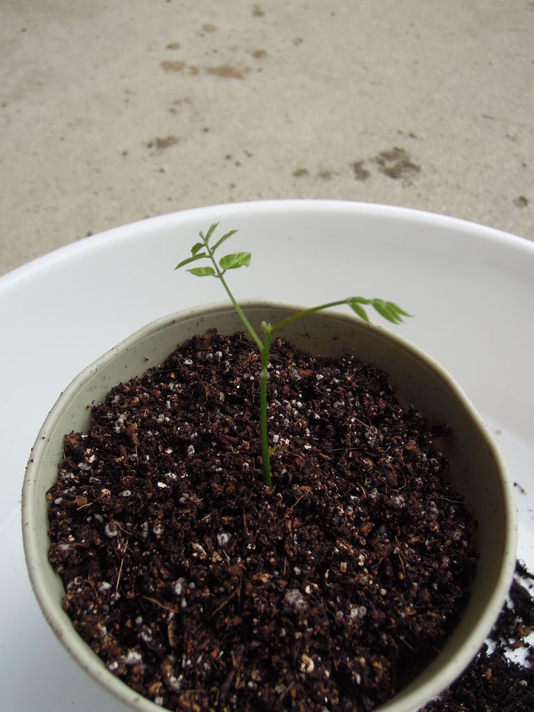 発芽した藤の植え替え 藤の実生 イナカモノのイナカグラシ