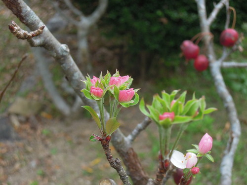 11月下旬のヒメリンゴの花 1－2