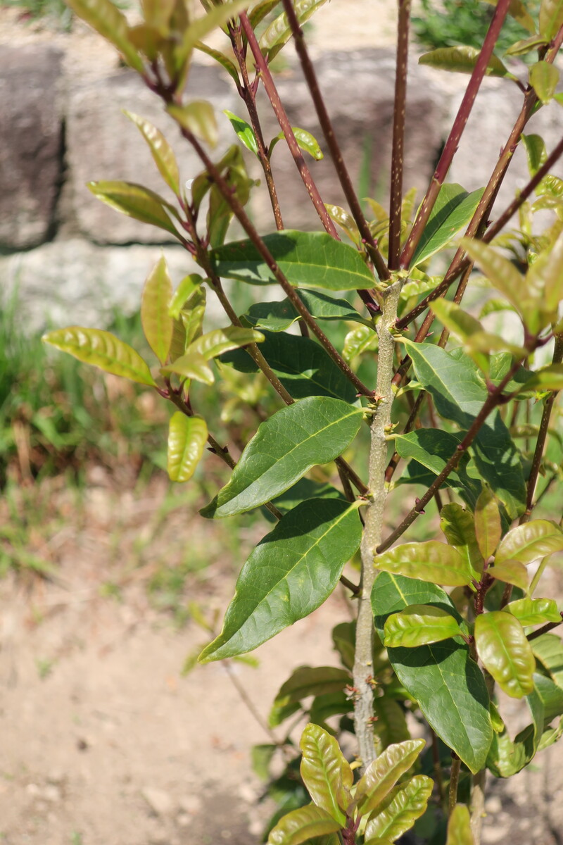 キンモクセイの葉が縮れる問題 その2 剪定のストレスが原因か 21年の様子 イナカモノのイナカグラシ