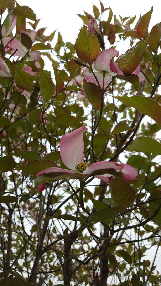 ハナミズキの種まき 発芽 1年後の様子 イナカモノのイナカグラシ