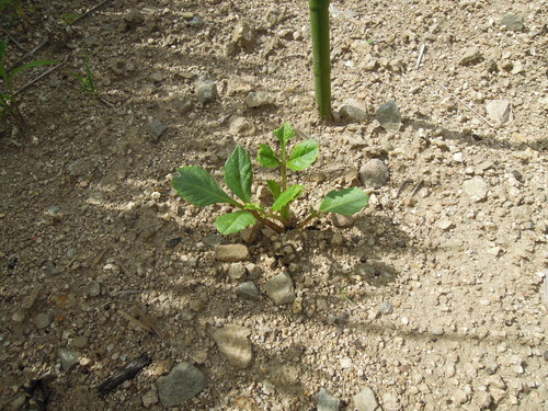 ダリア発芽7日目2