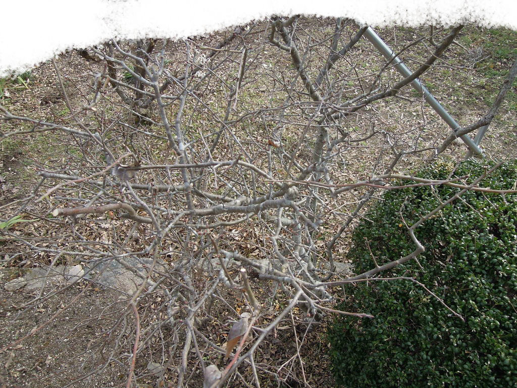 ハナカイドウの剪定と施肥 庭木の剪定24日目 イナカモノのイナカグラシ