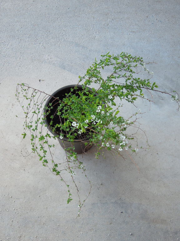 家族がユキヤナギを買ってきたので とりあえず鉢植えにすることにした イナカモノのイナカグラシ 家族がユキヤナギを買ってきたので とりあえず鉢植えにすることにした イナカモノのイナカグラシ