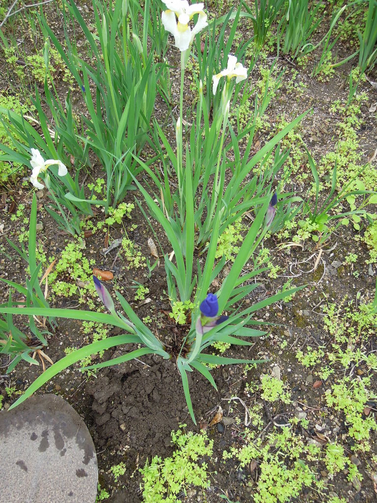 アヤメ 紫 を移植する イナカモノのイナカグラシ アヤメ 紫 を移植する イナカモノのイナカグラシ