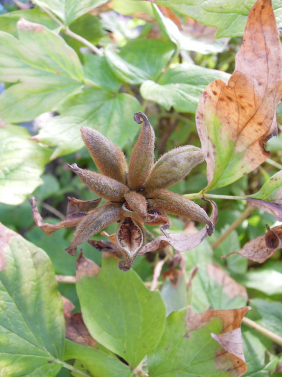 ボタンの種をまいたら発芽しました イナカモノのイナカグラシ ボタンの種をまいたら発芽しました イナカモノのイナカグラシ