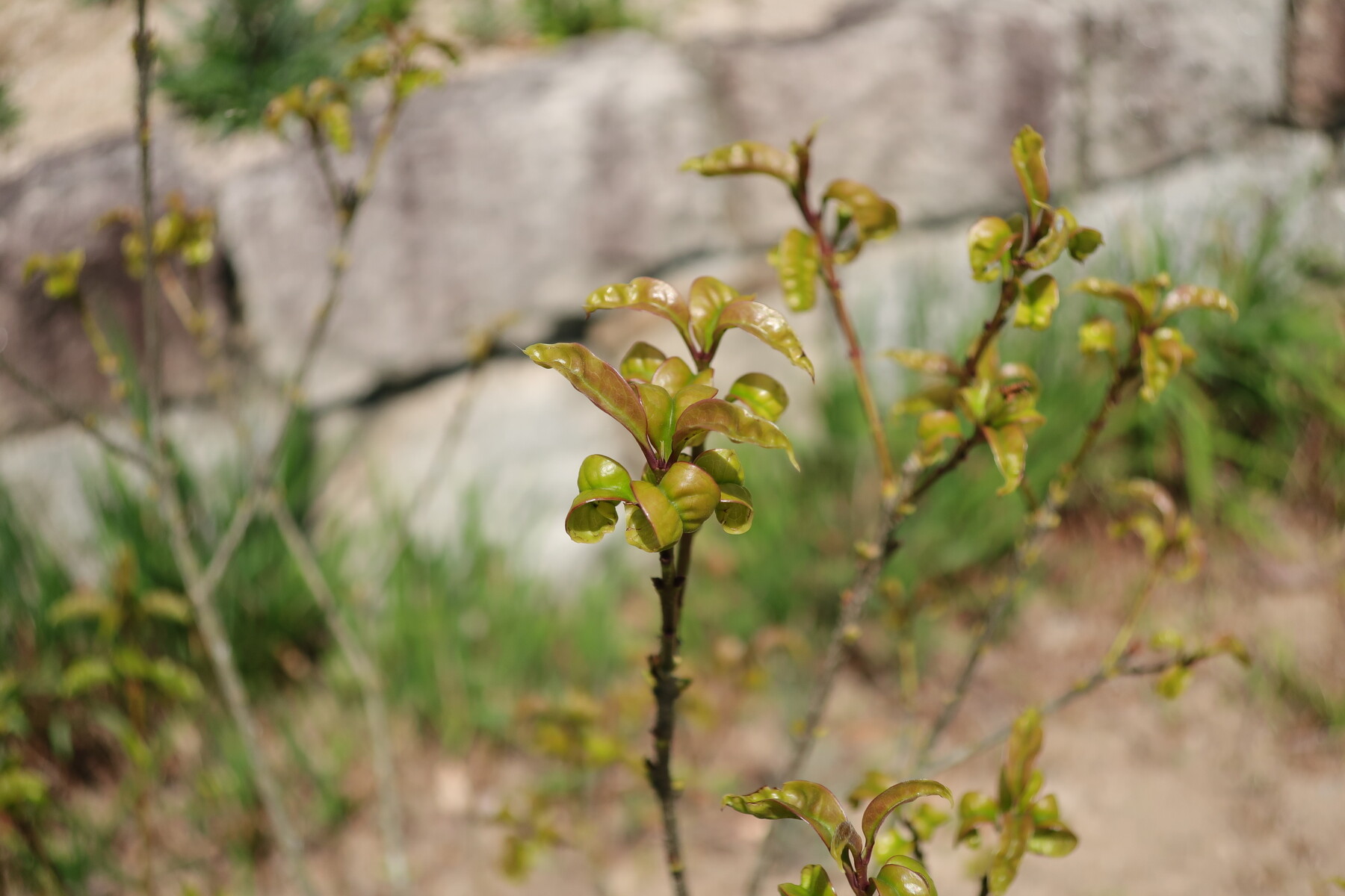 キンモクセイの葉が縮れる問題 その2 剪定のストレスが原因か 21年の様子 イナカモノのイナカグラシ