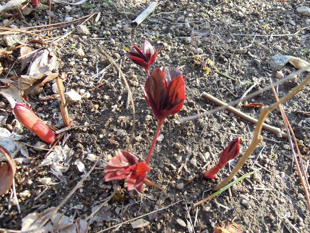 芍薬が発芽しました 種まきから発芽まで イナカモノのイナカグラシ