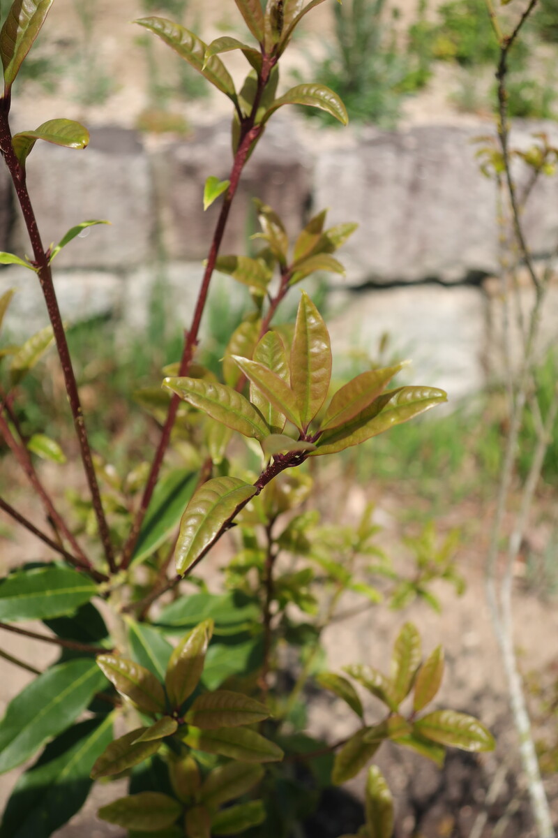 キンモクセイの葉が縮れる問題 その2 剪定のストレスが原因か 21年の様子 イナカモノのイナカグラシ