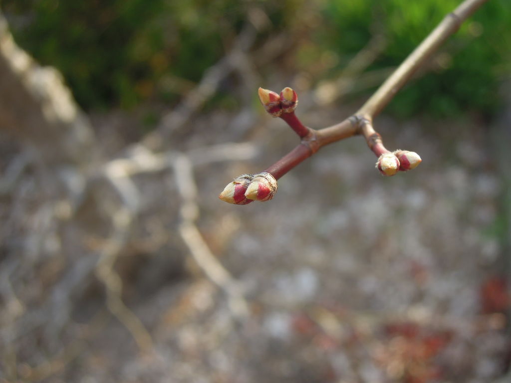 冬にモミジの剪定をしたら 春 モミジのわき芽がすごいことになった イナカモノのイナカグラシ