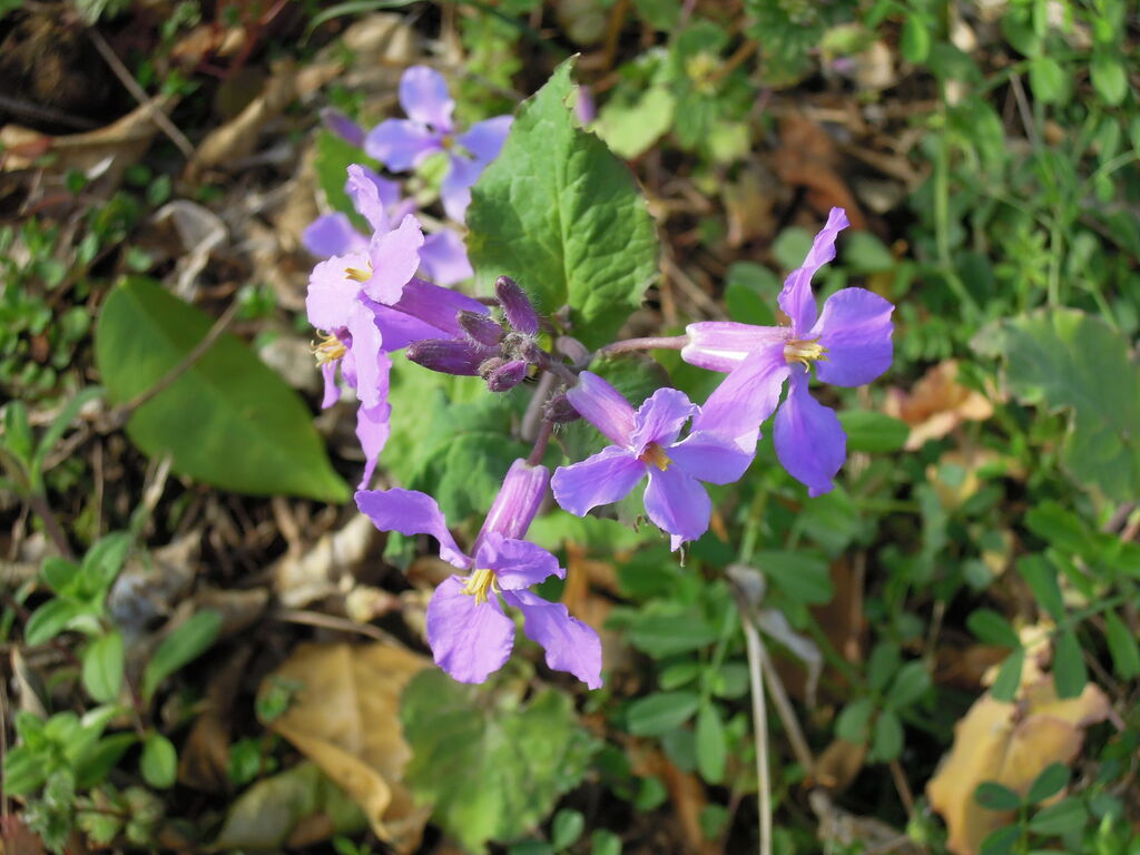 ショカツサイ ムラサキハナナ オオアラセイトウ が咲いています イナカモノのイナカグラシ
