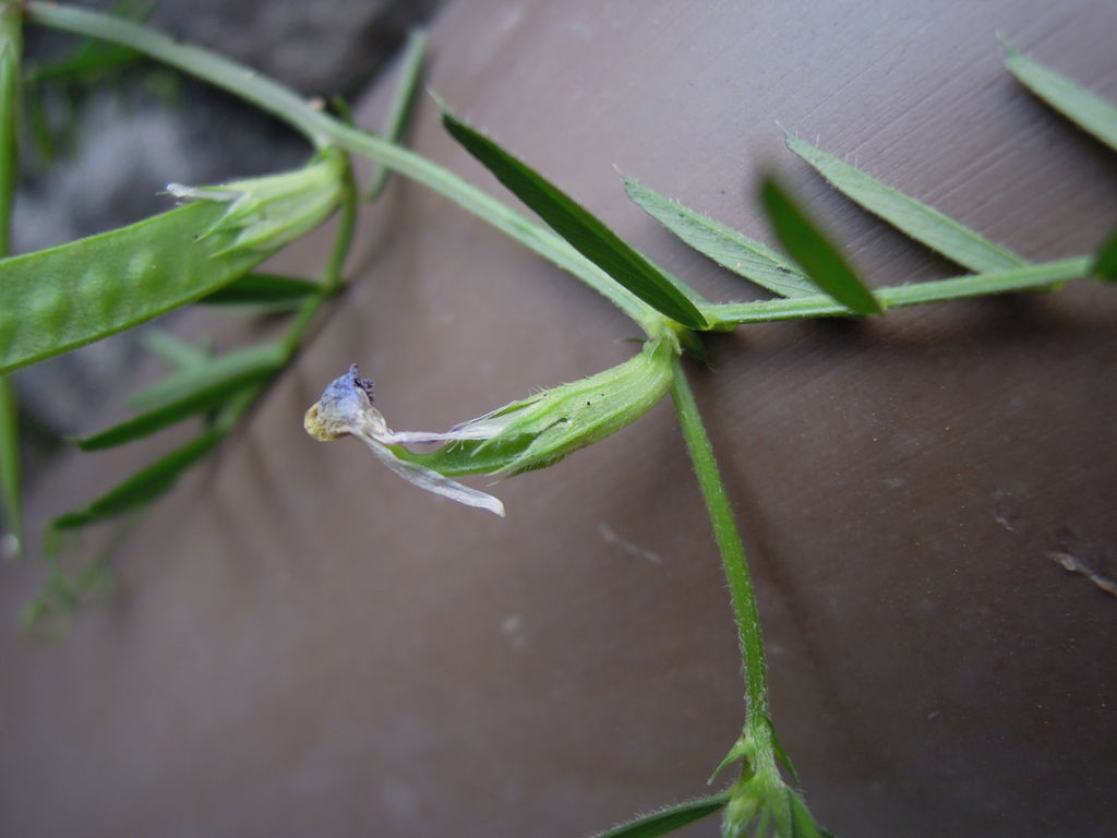 カラスノエンドウにえんどうができちゃった イナカモノのイナカグラシ