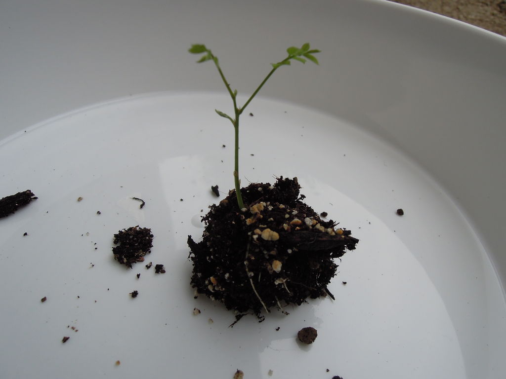 発芽した藤の植え替え 藤の実生 イナカモノのイナカグラシ 発芽した藤の植え替え 藤の実生 イナカモノのイナカグラシ