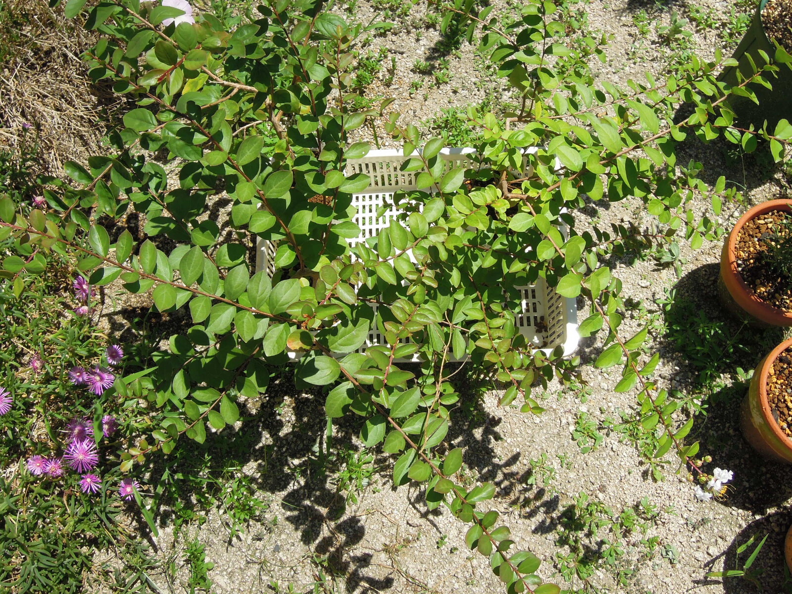 種から育てるサルスベリ 4年目夏 複数株開花 イナカモノのイナカグラシ