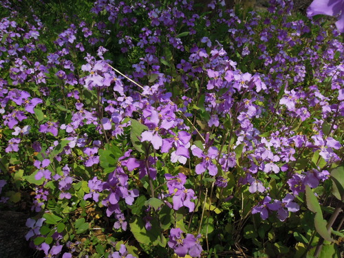 ダイコンの花