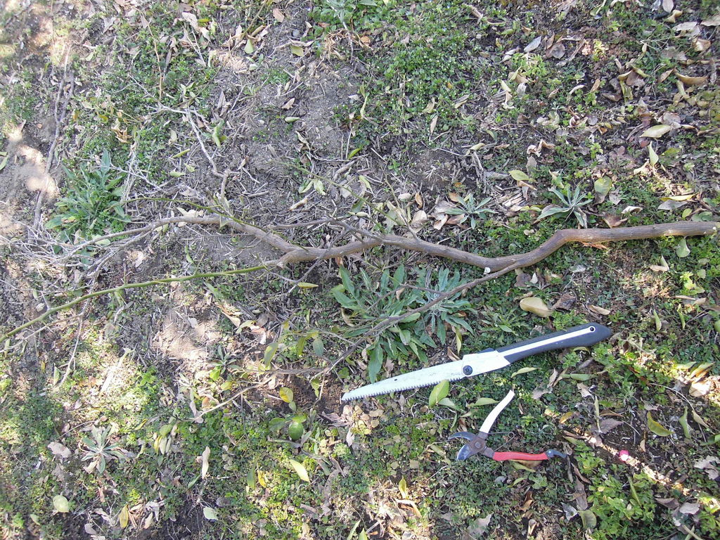 今年 17年 2月の柚子の剪定とその後の様子 イナカモノのイナカグラシ