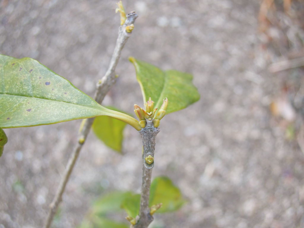 キンモクセイの芽が伸びた 盛夏に植えたキンモクセイのその後 9 イナカモノのイナカグラシ キンモクセイの芽が伸びた 盛夏に植えたキンモクセイのその後 9 イナカモノのイナカグラシ