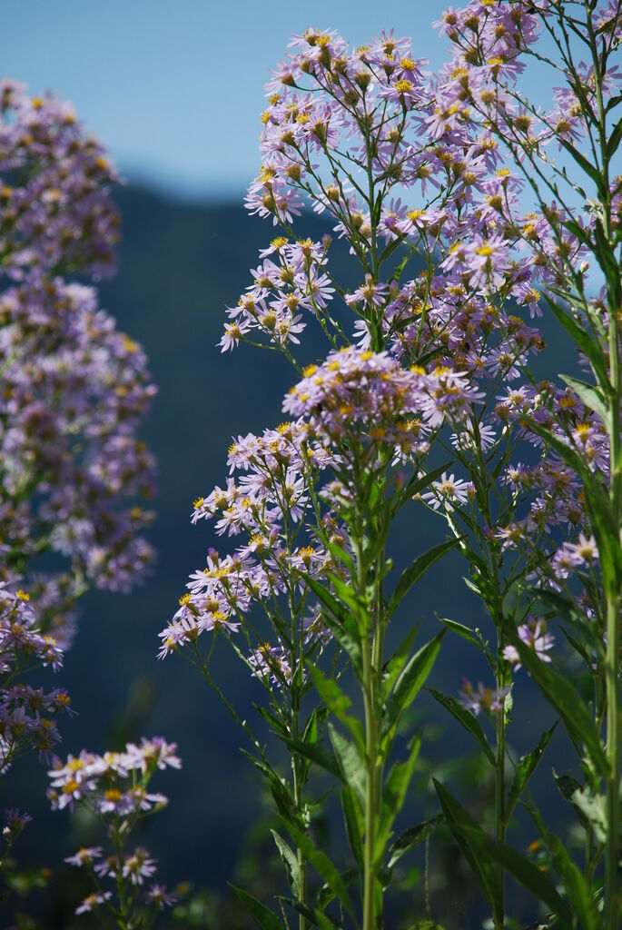 紫苑 シオン 思い草 おもいぐさ の花の名前が分かった イナカモノのイナカグラシ