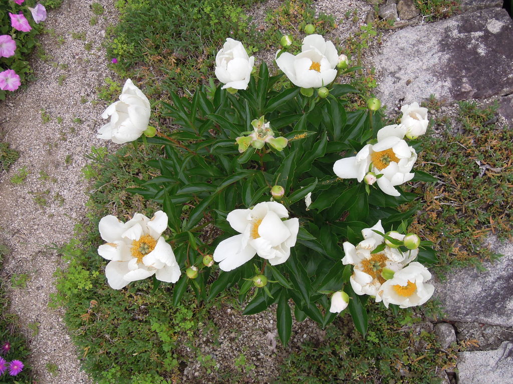 芍薬が発芽しました 種まきから発芽まで イナカモノのイナカグラシ