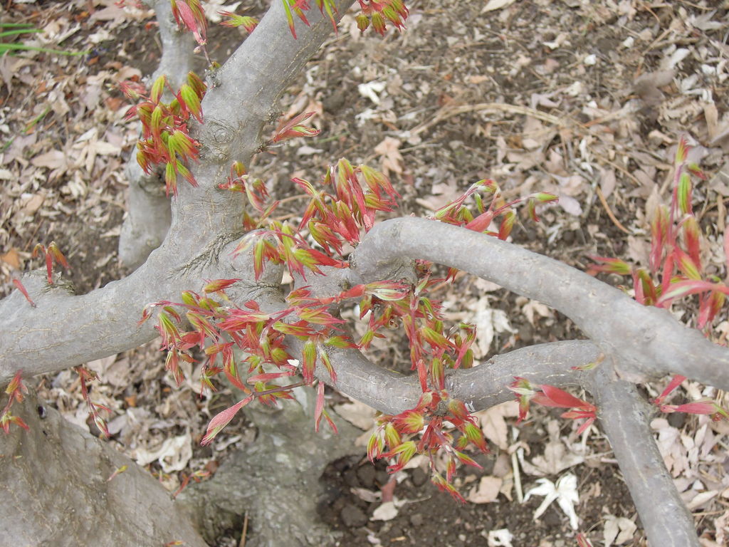 冬にモミジの剪定をしたら 春 モミジのわき芽がすごいことになった イナカモノのイナカグラシ