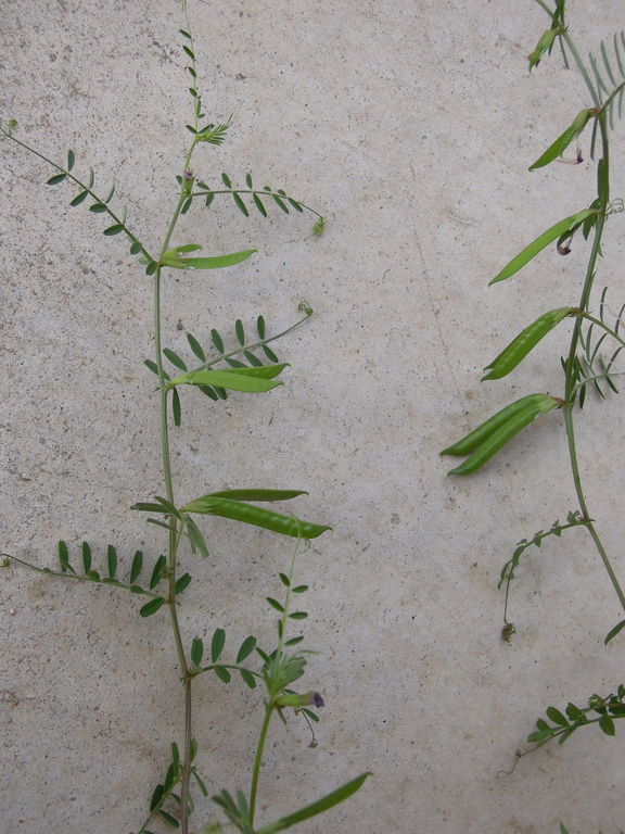 カラスノエンドウにえんどうができちゃった イナカモノのイナカグラシ