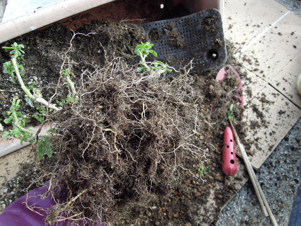 冬越しのペチュニアの植え替えをしたときの様子 イナカモノのイナカグラシ 冬越しのペチュニアの植え替えをしたときの様子 イナカモノのイナカグラシ