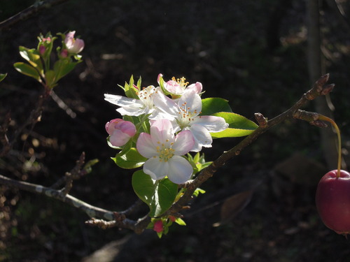 11月上旬のヒメリンゴの花 1-1