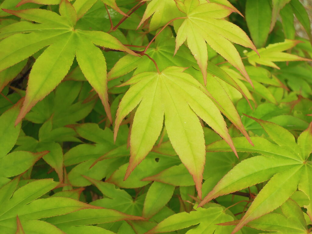 春もみじ イナカモノのイナカグラシ 春もみじ イナカモノのイナカグラシ