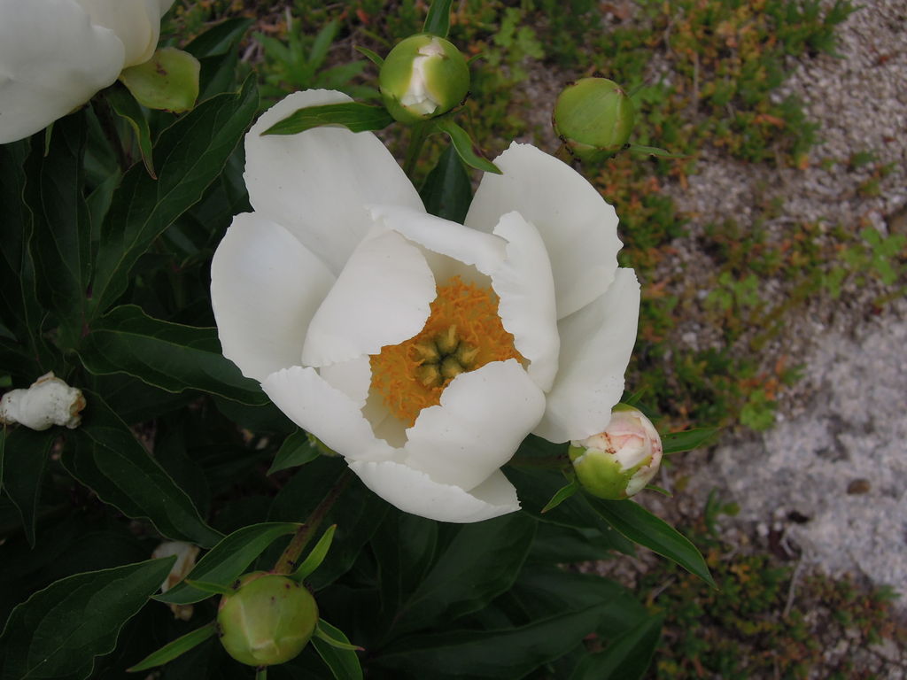 芍薬が発芽しました 種まきから発芽まで イナカモノのイナカグラシ