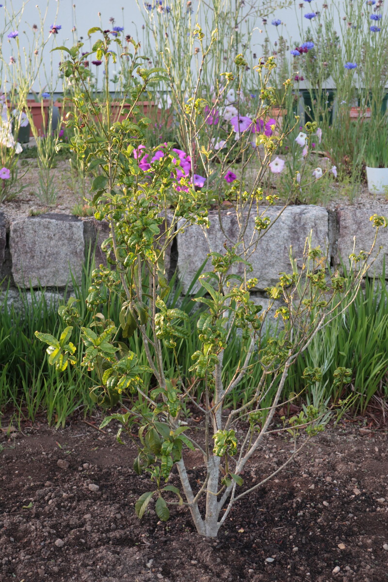 キンモクセイの葉が縮れる問題 その2 剪定のストレスが原因か 21年の様子 イナカモノのイナカグラシ