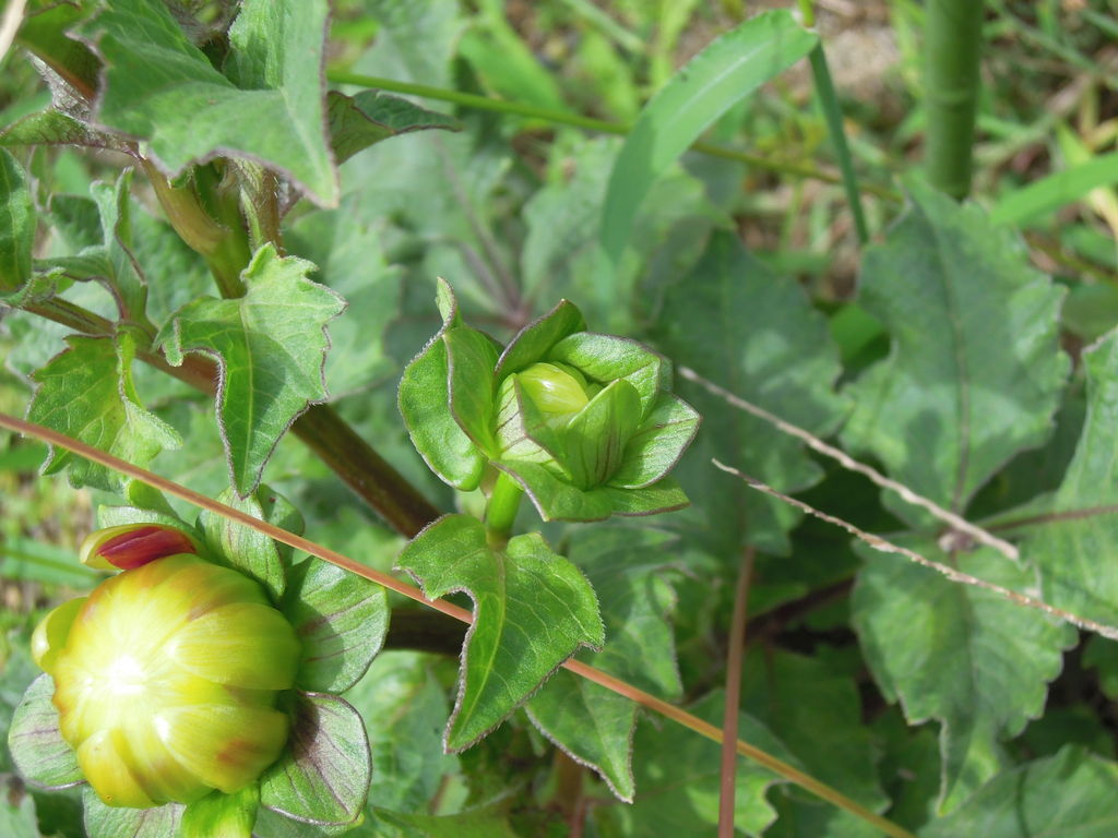 ダリアが咲いたよ ダリア成長記 イナカモノのイナカグラシ ダリアが咲いたよ ダリア成長記 イナカモノのイナカグラシ