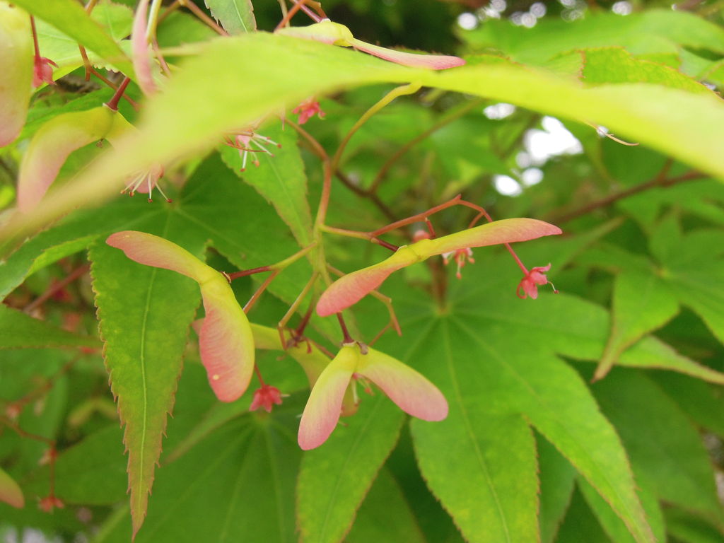 モミジ カエデ も花が咲いて種ができる イナカモノのイナカグラシ