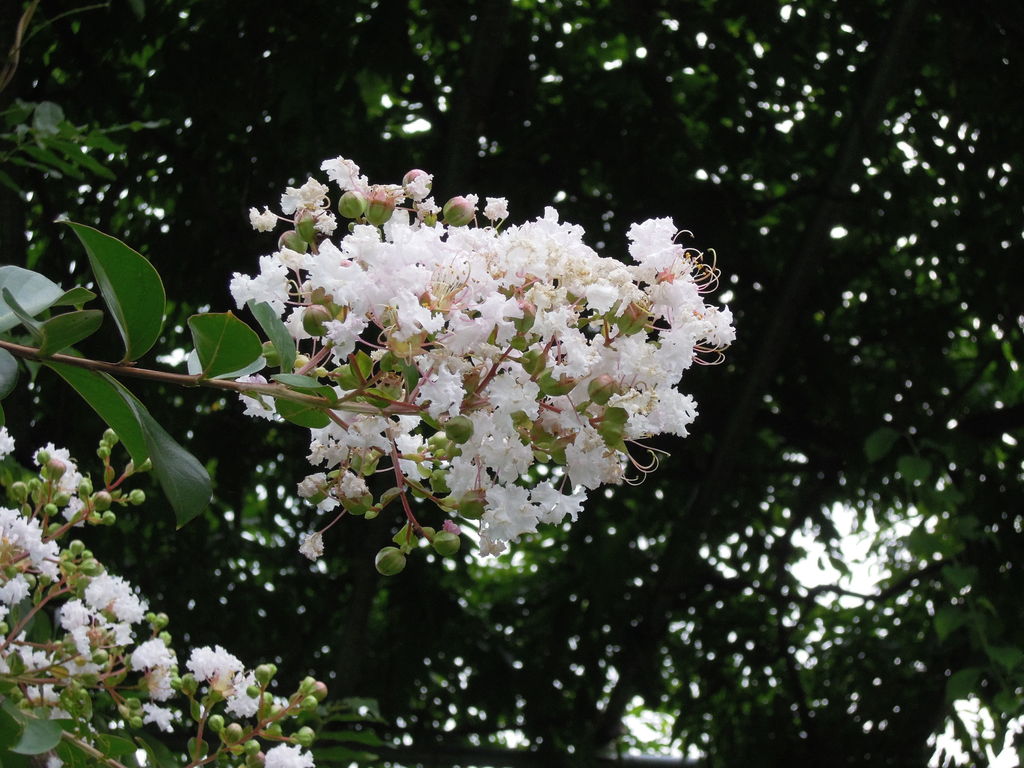 白花のサルスベリが満開 イナカモノのイナカグラシ
