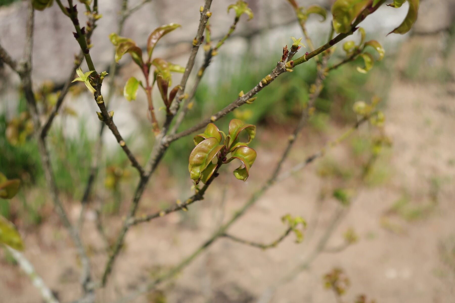 キンモクセイの葉が縮れる問題 その2 剪定のストレスが原因か 21年の様子 イナカモノのイナカグラシ